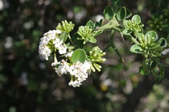 Carissa haematocarpa