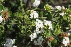 Carissa haematocarpa