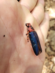 Stenaspis verticalis insignis