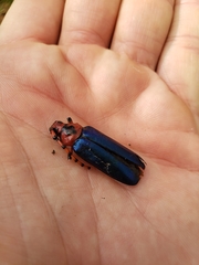 Stenaspis verticalis insignis