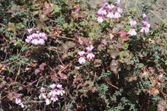 Pelargonium peltatum