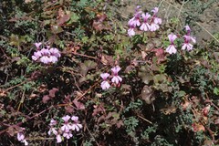Pelargonium peltatum