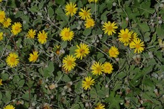 Arctotheca prostrata