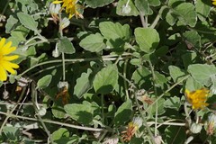 Arctotheca prostrata