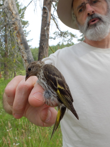 iNaturalist observation photo of Pine Siskin
