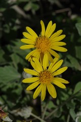 Arctotheca prostrata