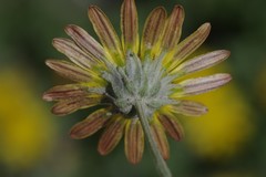 Arctotheca prostrata