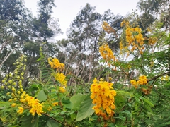 Hultholia mimosoides