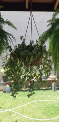 Peperomia scandens