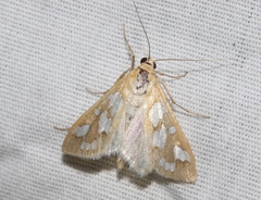 Diastictis robustior