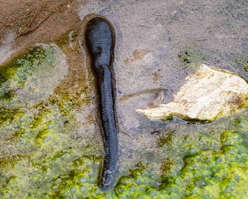 Horse Leech, photo 8 of 8