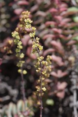 Crassula perforata