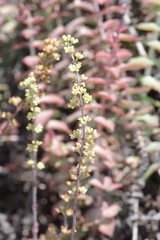 Crassula perforata
