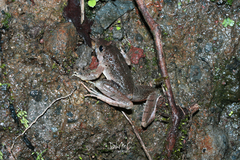 Limnonectes microdiscus