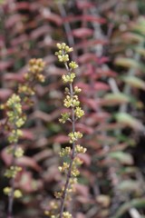 Crassula perforata