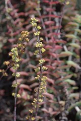 Crassula perforata