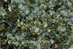 Viscum rotundifolium