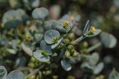 Viscum rotundifolium