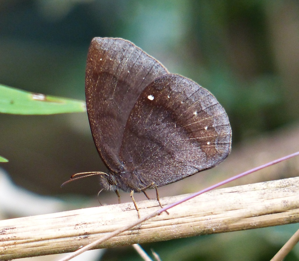 Forsterinaria quantius