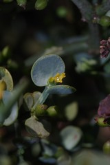 Viscum rotundifolium