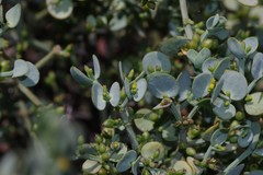 Viscum rotundifolium