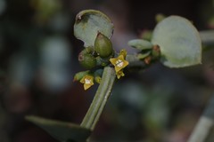 Viscum rotundifolium