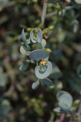 Viscum rotundifolium