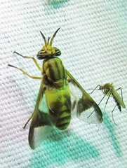 Chrysops flavidus