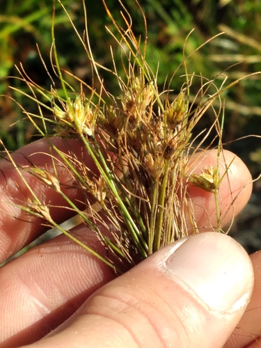 Image of Bulbostylis stenophylla by (c) Scott Ward, some rights reserved (CC BY)
