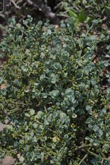 Viscum rotundifolium