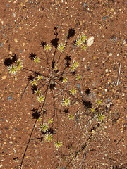 Ptilotus gaudichaudii