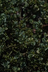 Viscum rotundifolium