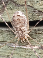 Opilio parietinus