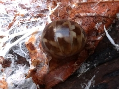 Glomeridae