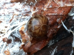 Glomeridae