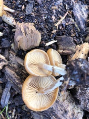 Galerina sideroides
