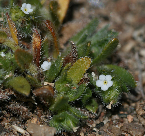 Plagiobothrys collinus var. ursinus
