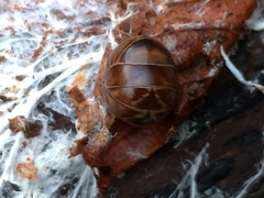 Glomeridae