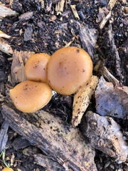 Galerina sideroides