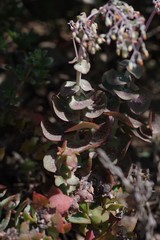 Crassula cordata