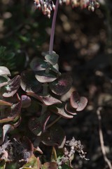 Crassula cordata