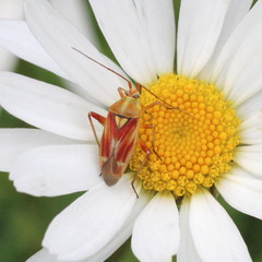 Calocoris roseomaculatus