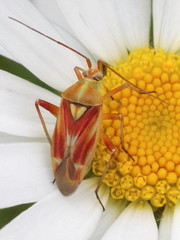 Calocoris roseomaculatus