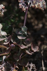 Crassula cordata