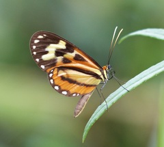 Hypothyris euclea laphria