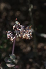 Crassula cordata