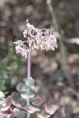 Crassula cordata