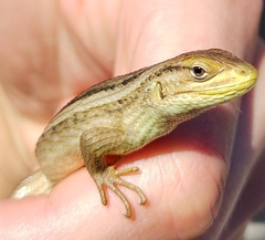 Liolaemus chiliensis