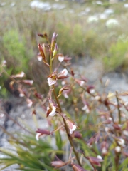 Eulophia lamellata