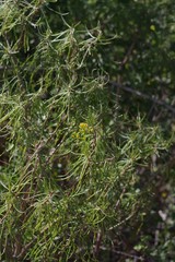 Senecio linifolius